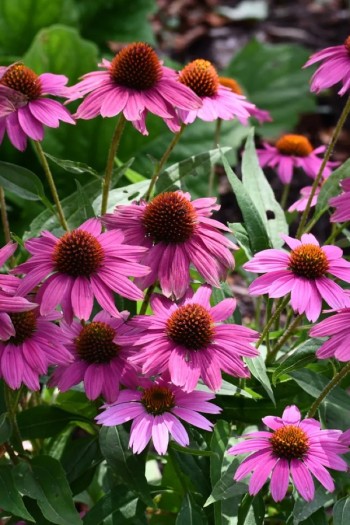 Эхинацея пурпурная Пинк (цветы розовые) | Echinacea purpurea ’Pink’ | Ехінацея пурпурна Пінк (квіти рожеві)